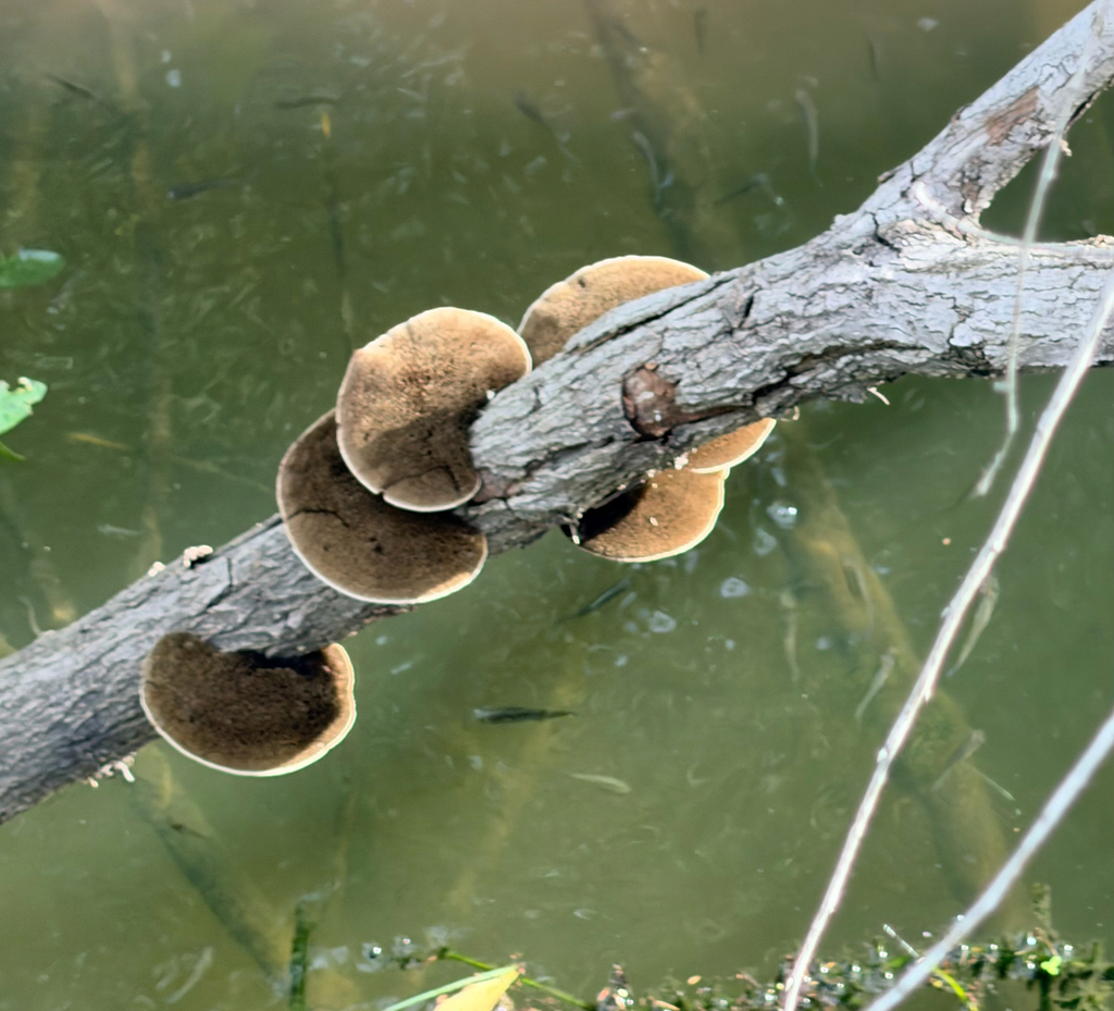 Hairy Hexagonia · August 2026 · photo: Photo: (c) Melissa Meadows, some rights reserved (CC BY) · iNaturalist