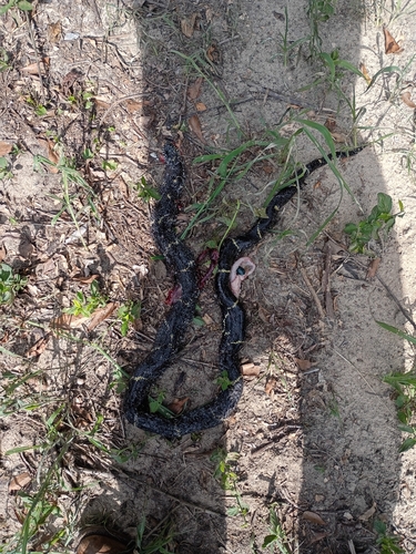 Eastern Kingsnake