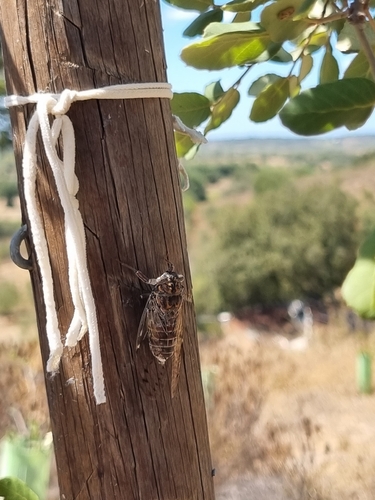 Cicada barbara