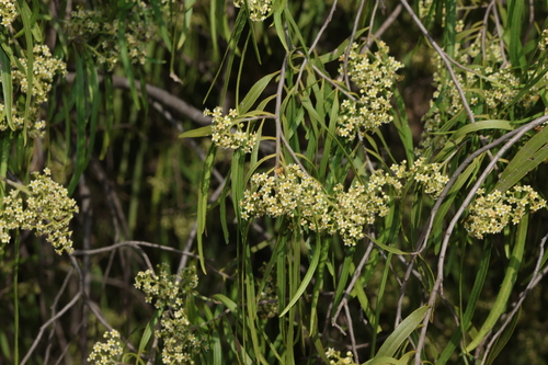 Geijera parviflora, photograph 5
