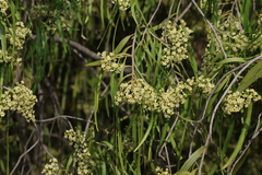Geijera parviflora, photograph (c) Greg Tasney, some rights reserved (CC BY-SA)