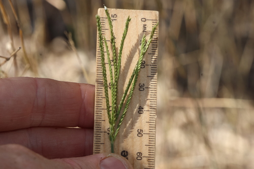 Leptochloa digitata, 2026-08-23