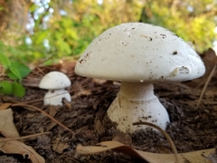 Amanita verna