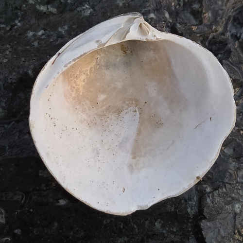 Dosinia elegans observed 2026-08-28