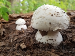Amanita verna