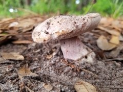 Tylopilus plumbeoviolaceus image