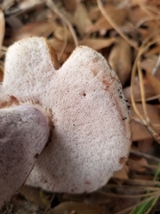 Tylopilus plumbeoviolaceus image
