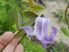 Clematis crispa