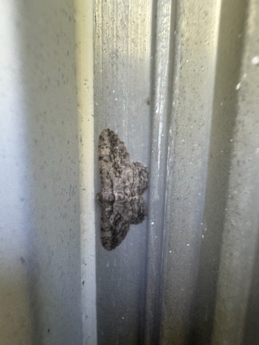 North American Common Gray