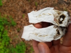 Tylopilus plumbeoviolaceus image