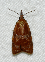 Cenopis diluticostana