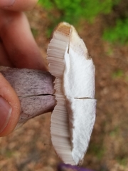 Tylopilus plumbeoviolaceus image