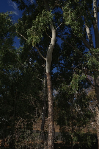 Corymbia tessellaris, photograph 4