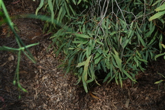 Corymbia tessellaris, photograph (c) Greg Tasney, some rights reserved (CC BY-SA)