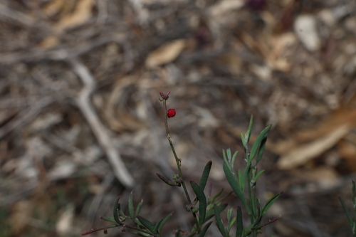 Chenopodium nutans, photograph 6