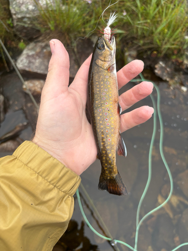 Brook Trout