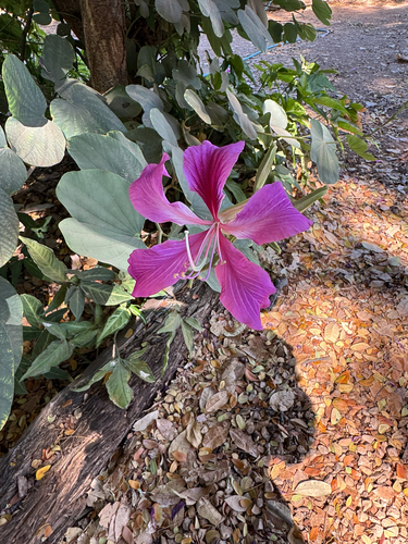 Orchid tree