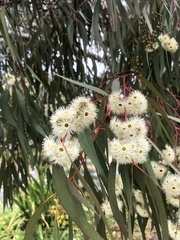 Eucalyptus nicholii