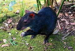 Dasyprocta fuliginosa