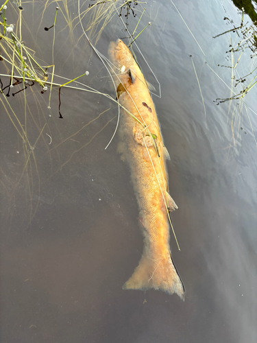 Atlantic Salmon
