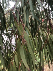 Eucalyptus nicholii