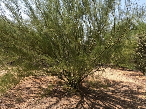 Parkinsonia microphylla, photograph 6