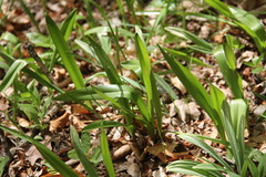 Colchicum umbrosum