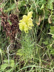 (c) Tony KM, some rights reserved (CC BY) Aconitum anthora, photograph (c) Tony KM, some rights reserved (CC BY)