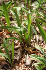 Colchicum umbrosum