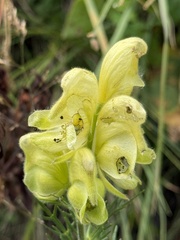 (c) Tony KM, some rights reserved (CC BY) Aconitum anthora, photograph (c) Tony KM, some rights reserved (CC BY)