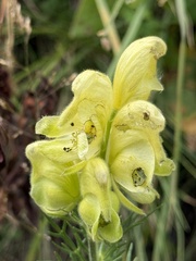 Aconitum anthora, photograph (c) Tony KM, some rights reserved (CC BY)