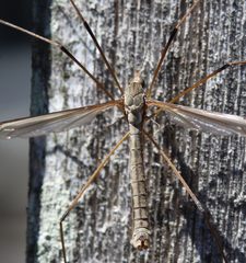 Tipula oleracea