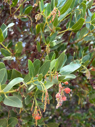 Arctostaphylos insularis, photograph 1