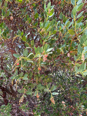 (c) Rachel Allingham, some rights reserved (CC BY) Arctostaphylos insularis, photograph (c) Rachel Allingham, some rights reserved (CC BY)