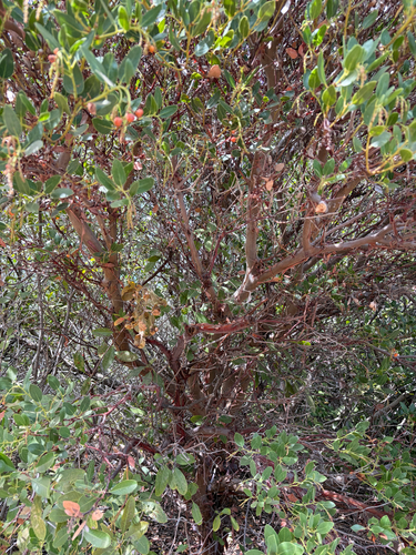 Arctostaphylos insularis, photograph 3