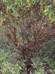 (c) Rachel Allingham, some rights reserved (CC BY) Arctostaphylos insularis, photograph (c) Rachel Allingham, some rights reserved (CC BY)