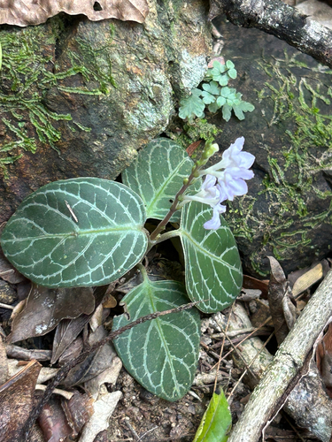 Chamaeranthemum beyrichii, photograph 3