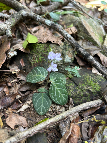 Chamaeranthemum beyrichii, photograph 2