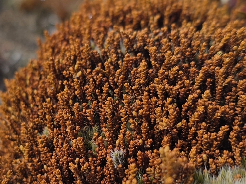 Lepidothamnus laxifolius, 2026-08-27