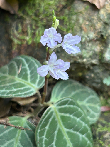 Chamaeranthemum beyrichii