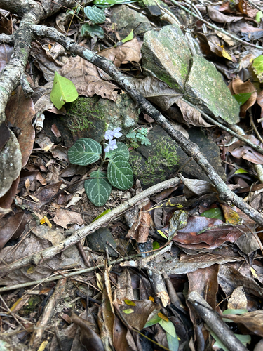 Chamaeranthemum beyrichii, photograph 5