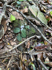 Chamaeranthemum beyrichii, photograph (c) Gabriel Silva Guimarães, some rights reserved (CC BY)