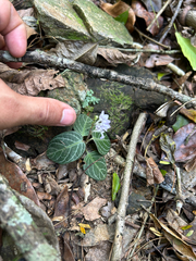 Chamaeranthemum beyrichii, photograph (c) Gabriel Silva Guimarães, some rights reserved (CC BY)