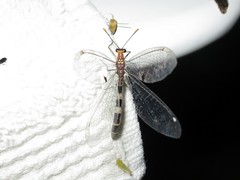 Megistopus flavicornis