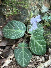 Chamaeranthemum beyrichii, photograph (c) Gabriel Silva Guimarães, some rights reserved (CC BY)