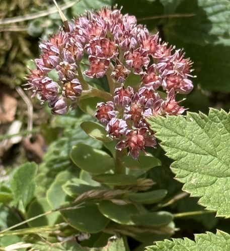 Hylotelephium anacampseros, photograph 4