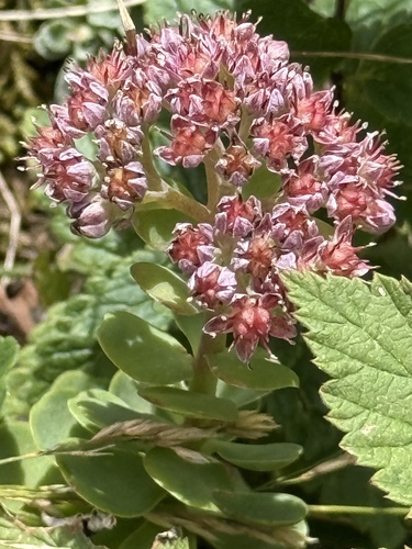Hylotelephium anacampseros, photograph 5