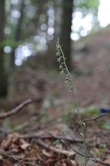 Epipactis microphylla