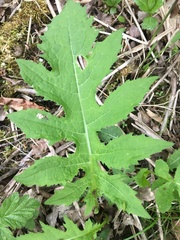 Cirsium oleraceum