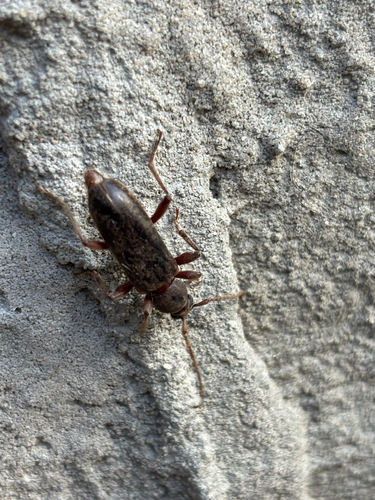 velvet longhorned beetle